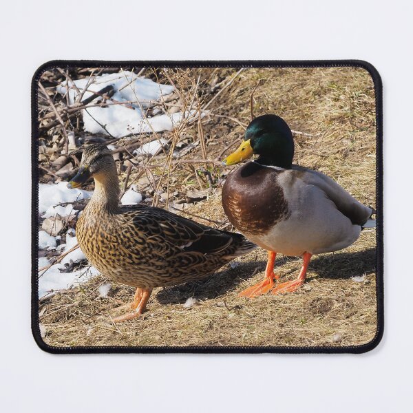 Item preview, Male and Female Mallard Ducks designed and sold by BackyardBirder.