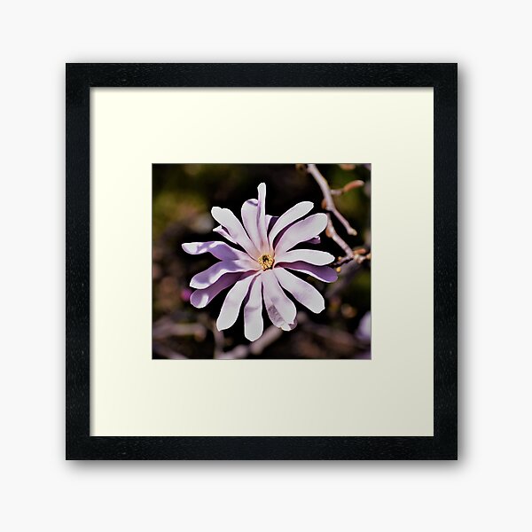 Magnolia Blossom III Framed Art Print
