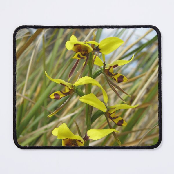 Item preview, Tiger orchid, Waverley Flora Park, Tasmania designed and sold by OrangeShperes.