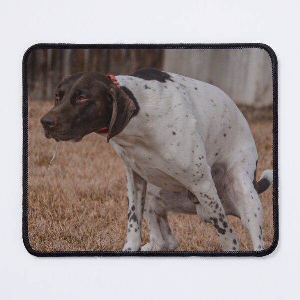 Item preview, German shorthair pointer glare pooping  designed and sold by Horsequeenozie.