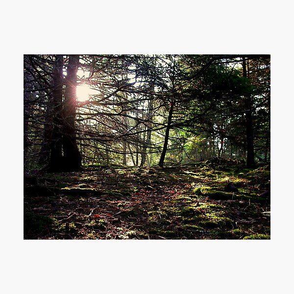 Artikelvorschau, Mossy Woods entworfen und verkauft von dwknight912.