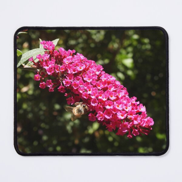 Item preview, A beautiful bee on some buddleia designed and sold by Claire L Page Photography.
