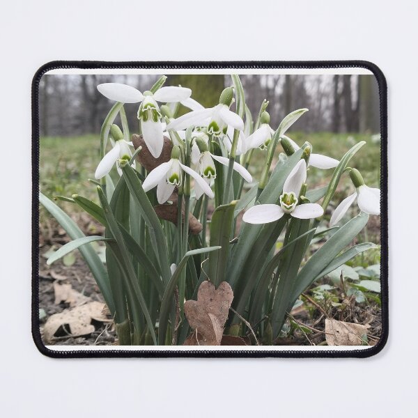 Item preview, Early spring and white snowdrops designed and sold by lusiakotowska.