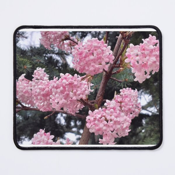 Item preview, Early spring and fragrant viburnum designed and sold by lusiakotowska.