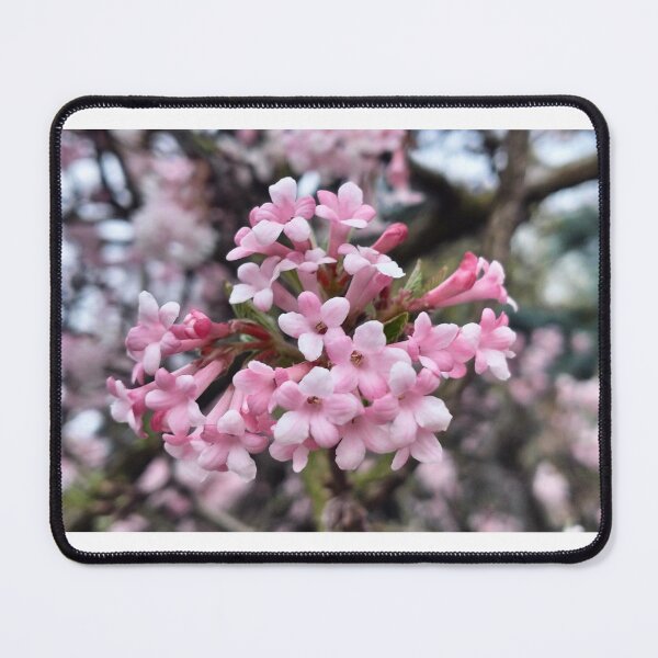 Item preview, Early spring and fragrant viburnum designed and sold by lusiakotowska.