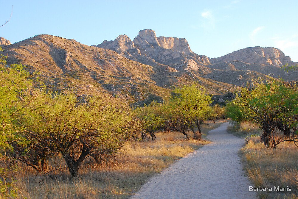 Catalina State Park 2 By Barbara Manis Redbubble   Flat,1000x1000,075,f 