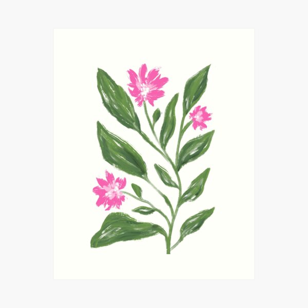Pink botanical cornflower Art Print