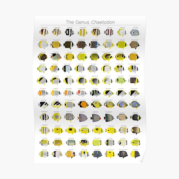 The Genus Chaetodon Poster