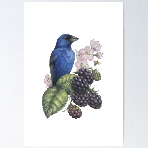 Item preview, Indigo Bunting Blackberries designed and sold by hnewmanart.