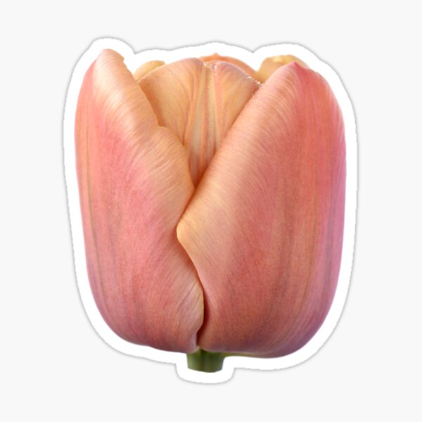 Item preview, Tulipa & # 39; La Belle epoque & # 39; Doble Early Tulip designed and sold by Chris Burrows.