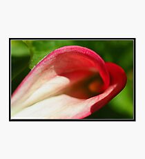 Gigi's Spot Photographic Print