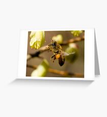 Honey Bee Greeting Card