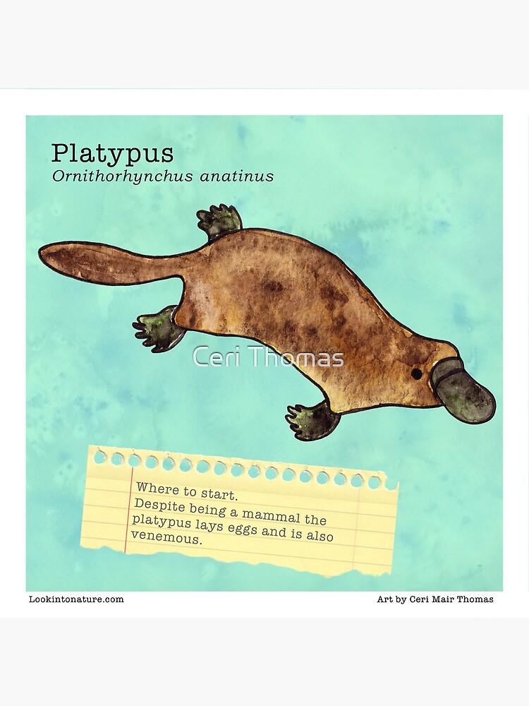 fun platypus facts