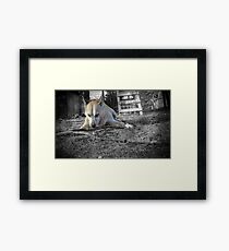 stick dog! Framed Print