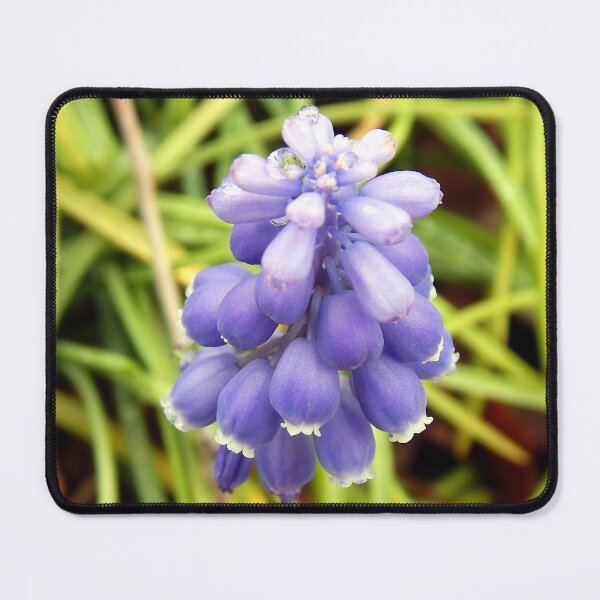 Item preview, Grape Hyacinth designed and sold by gistinker.