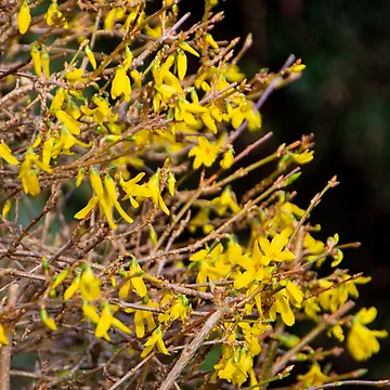 Artwork thumbnail, Spring, spring, spring! by jchanders