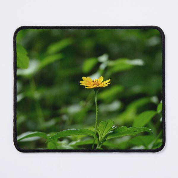 Item preview, Solitary yellow daisy spotlighted in the forest designed and sold by jaynerushton.