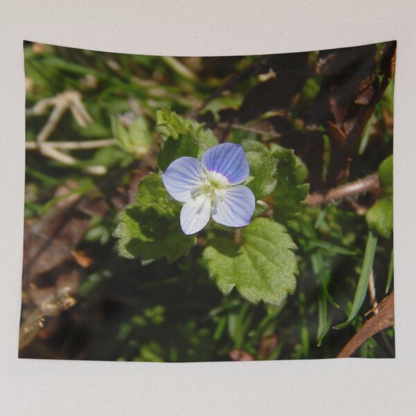 Item preview, Early Spring Birdseye Speedwell designed and sold by gistinker.