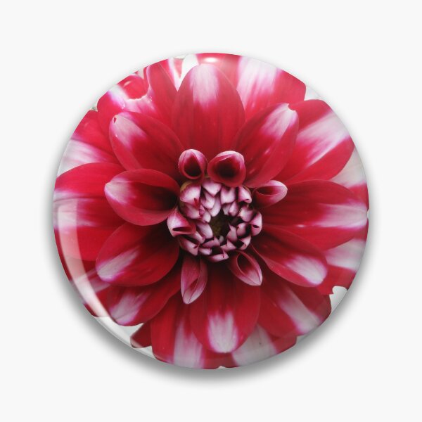 Item preview, Fire & Ice Dahlia designed and sold by AussieAl.