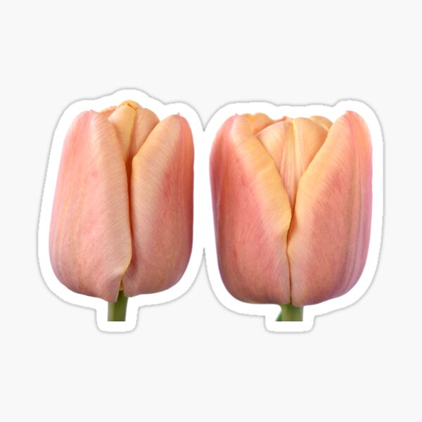 Item preview, Tulipa & # 39; La Belle epoque & # 39; Doble Early Tulip designed and sold by Chris Burrows.
