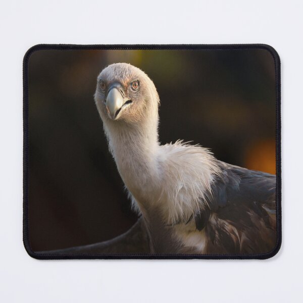 Item preview, Gaze of the Vulture designed and sold by rawshutterbug.