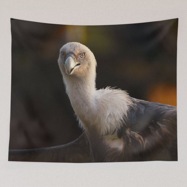 Item preview, Gaze of the Vulture designed and sold by rawshutterbug.