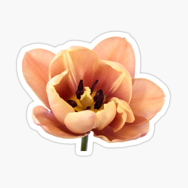Item preview, Tulipa & # 39; La Belle epoque & # 39; Doble Early Tulip designed and sold by Chris Burrows.