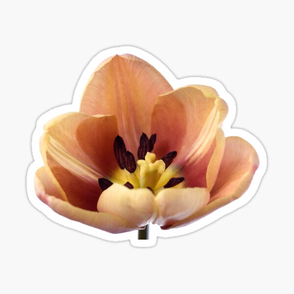 Item preview, Tulipa & # 39; La Belle epoque & # 39; Doble Early Tulip designed and sold by Chris Burrows.