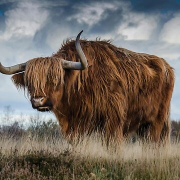Imagen de la obra toro escocés de las tierras altas de soulwear01