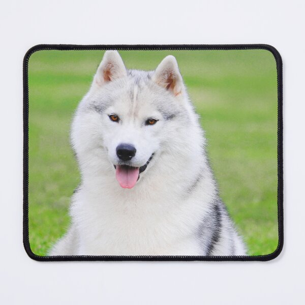 Item preview, Adorable White Siberian Husky Dog designed and sold by VanGaldo.