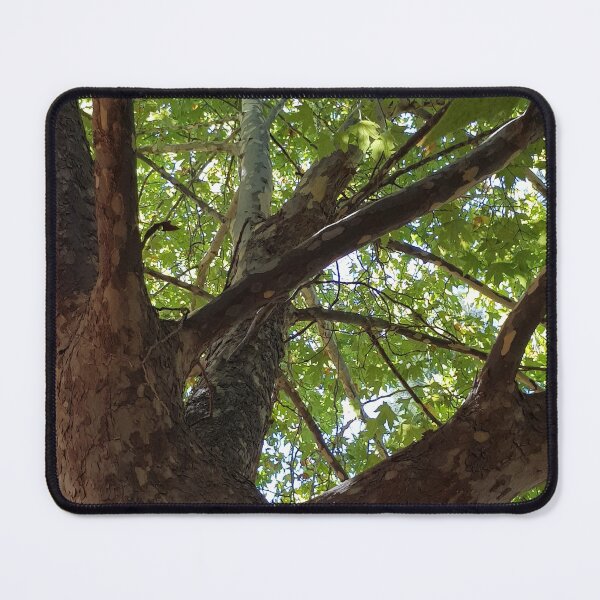 Item preview, Looking up through the Trees designed and sold by EquusEducation.