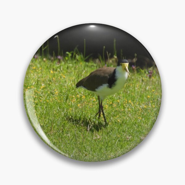 Item preview, Masked lapwing bird  designed and sold by Claire L Page Photography.