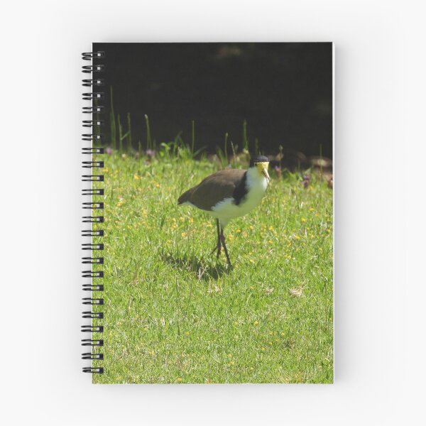 Item preview, Masked lapwing bird  designed and sold by Claire L Page Photography.