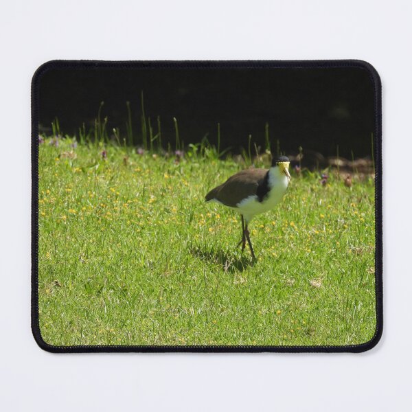 Item preview, Masked lapwing bird designed and sold by Claire L Page Photography.