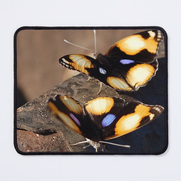 Item preview, FEMALE YELLOW PANSY - Genus Junonia, Pansies designed and sold by Magriet Meintjes.