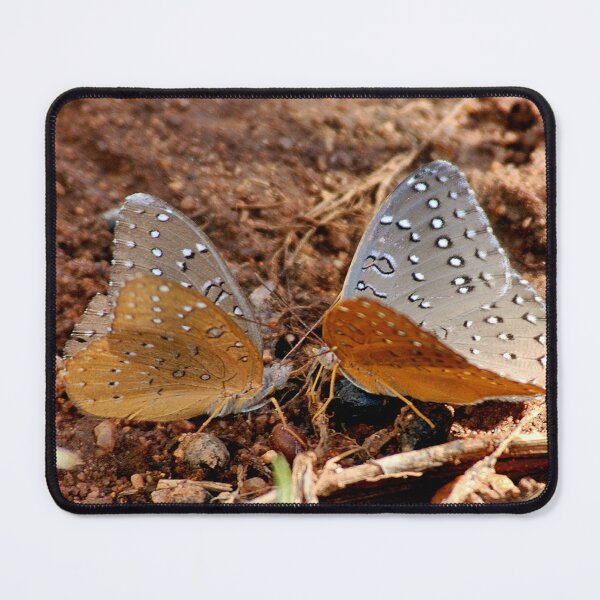 Item preview, GUINEAFOWL – Hamanumida daedalus designed and sold by Magriet Meintjes.