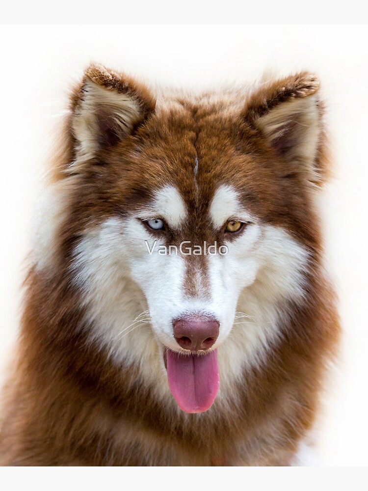 Two Unique Eyes Brown Siberian Husky Dog