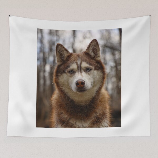 Item preview, Curios Siberian Husky Dog designed and sold by VanGaldo.