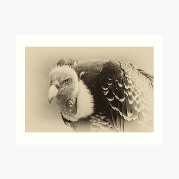 Rueppell's Vulture: After a shower Art Print