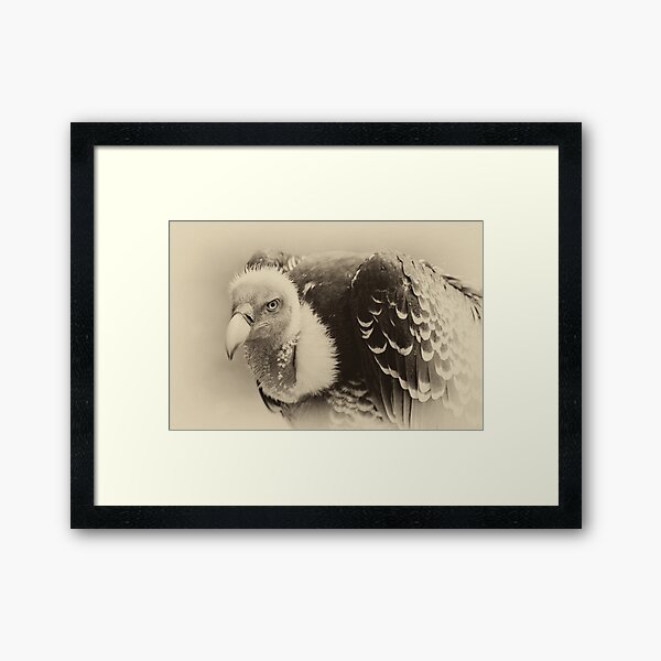 Rueppell's Vulture: After a shower Framed Art Print