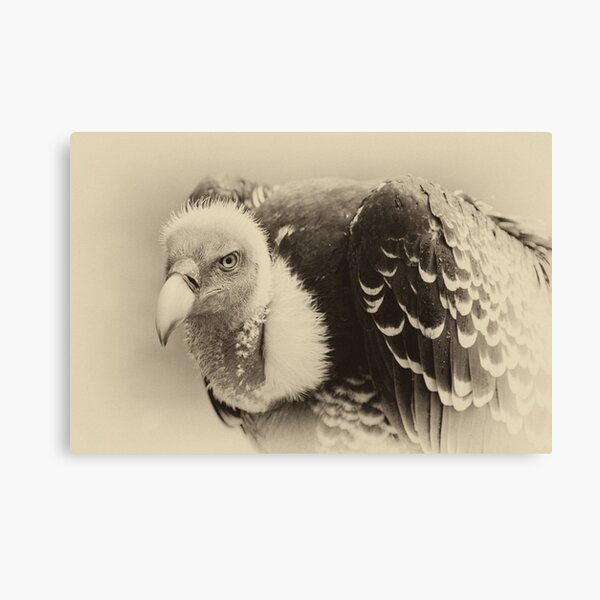 Rueppell's Vulture: After a shower Canvas Print