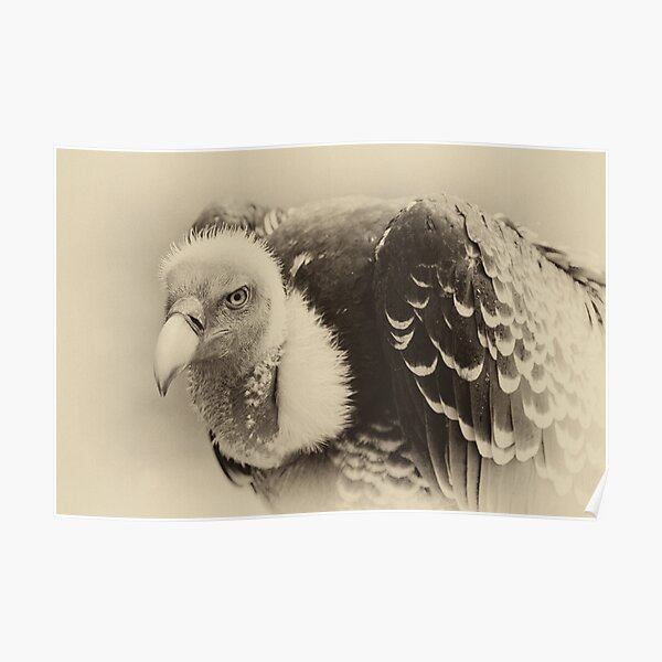 Rueppell's Vulture: After a shower Poster