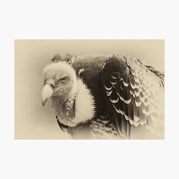 Rueppell's Vulture: After a shower Photographic Print