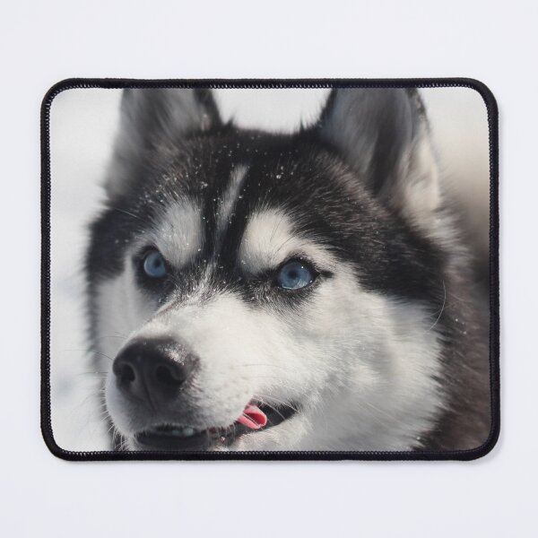 Item preview, Serious Siberian Husky Dog designed and sold by VanGaldo.