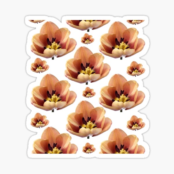 Item preview, Tulipa 'La Belle epoque' Doble Early Tulip designed and sold by Chris Burrows.