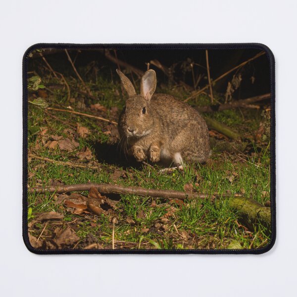 Artikelvorschau, Hase entworfen und verkauft von MTPhotos1406.