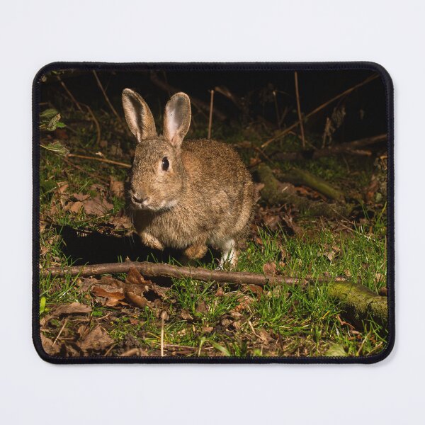 Artikelvorschau, Hase entworfen und verkauft von MTPhotos1406.