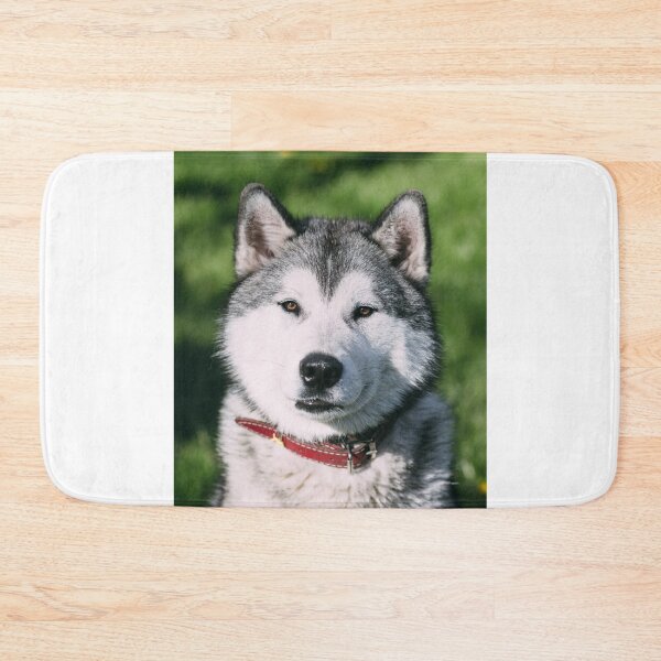 Item preview, Gorgeous Siberian Husky Dog designed and sold by VanGaldo.