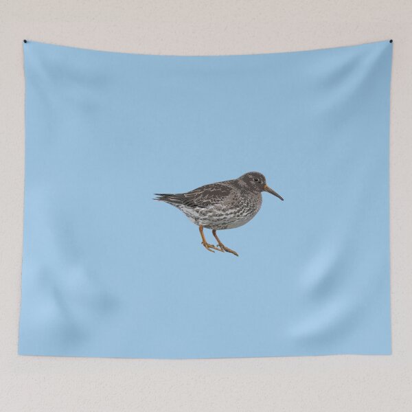 Item preview, Purple Sandpiper Color Design  designed and sold by designsasstultd.