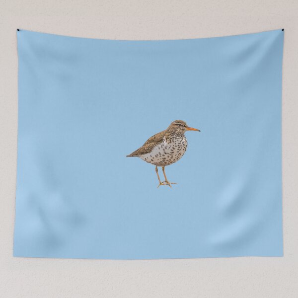 Item preview, Spotted Sandpiper Color Design  designed and sold by designsasstultd.
